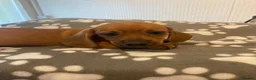 Dachshund dogs for sale: Beautiful male puppies - Advert 4