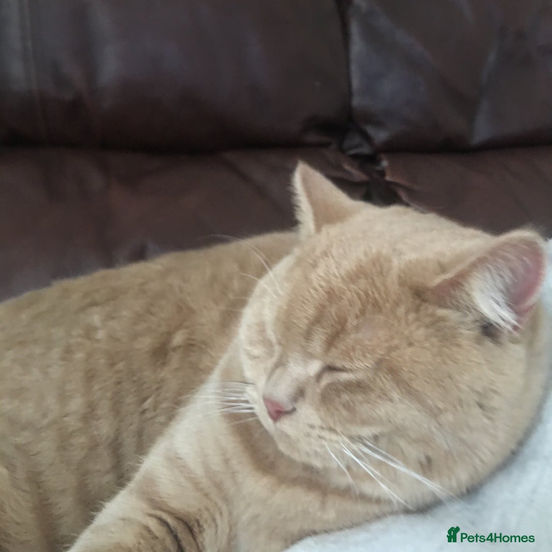 British Shorthair cats for sale: Mr pasha - Image 3