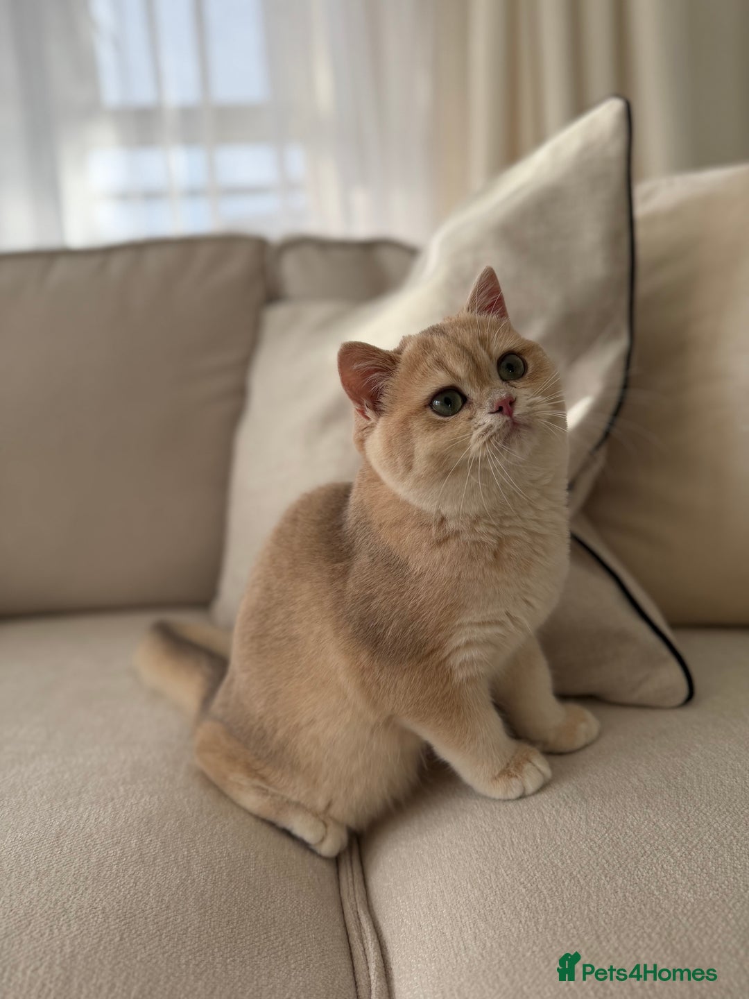 British Shorthair cats for sale: Lilac Golden British Shorthair kitten 🤍 - Advert 5