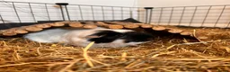 Guinea Pig rodents for sale: Four female bonded guinea pigs in Hereford - Advert 8