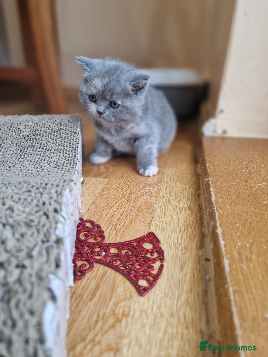 British Shorthair cats for sale: Kittens boy, girl, lilac and blue - Advert 22