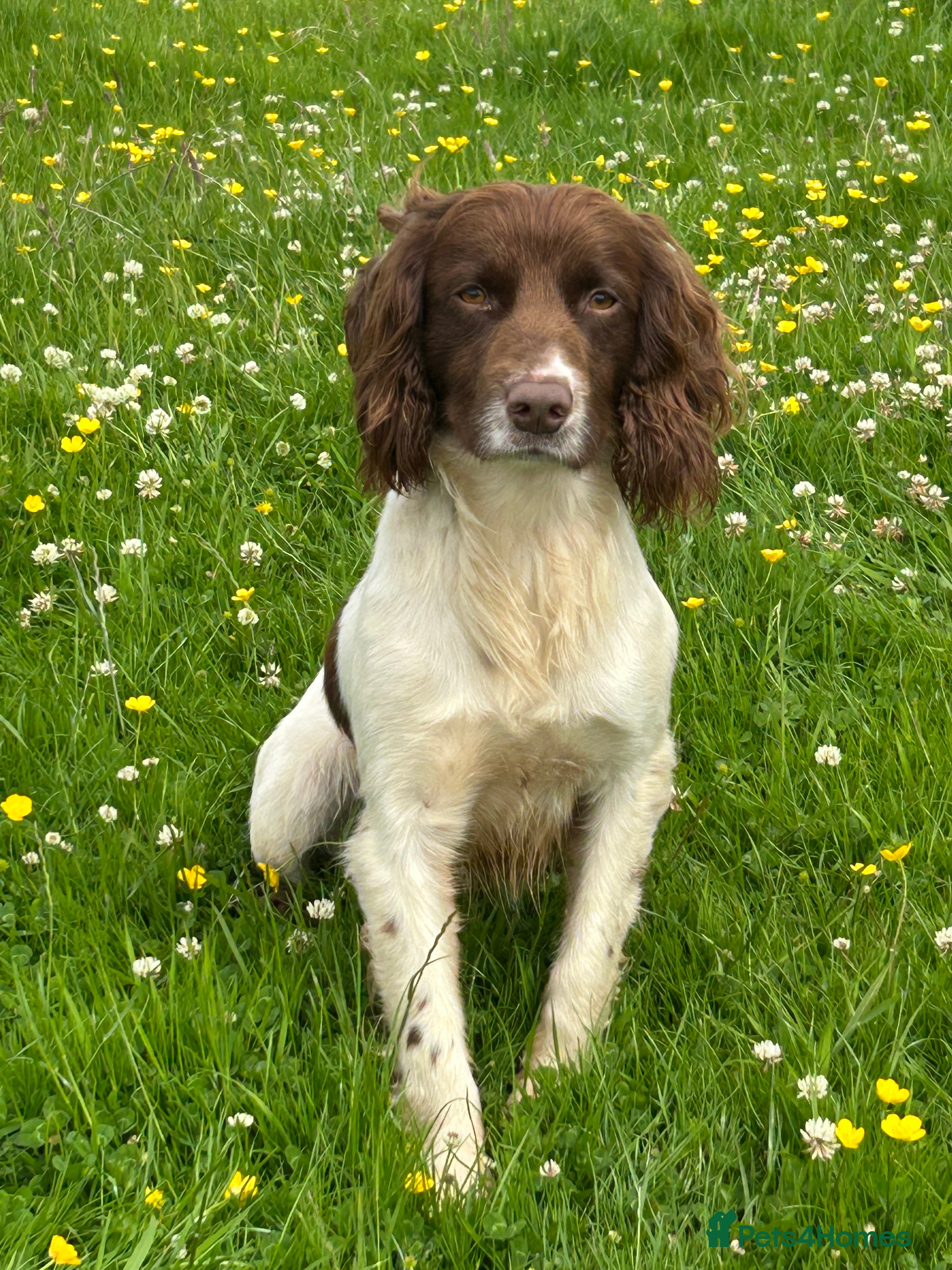 English Springer Spaniel dogs KC registered, health tested springer dog for stud - Advert 4