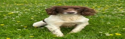 English Springer Spaniel dogs for stud: KC registered, health tested springer dog for stud - Advert 1