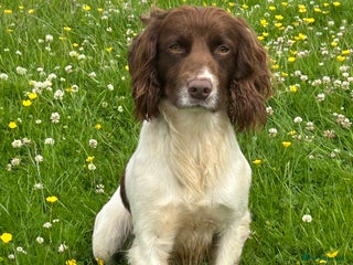 English Springer Spaniel dogs - Advert 3