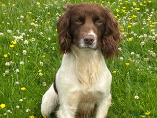 English Springer Spaniel dogs KC registered, health tested springer dog for stud - Advert 2