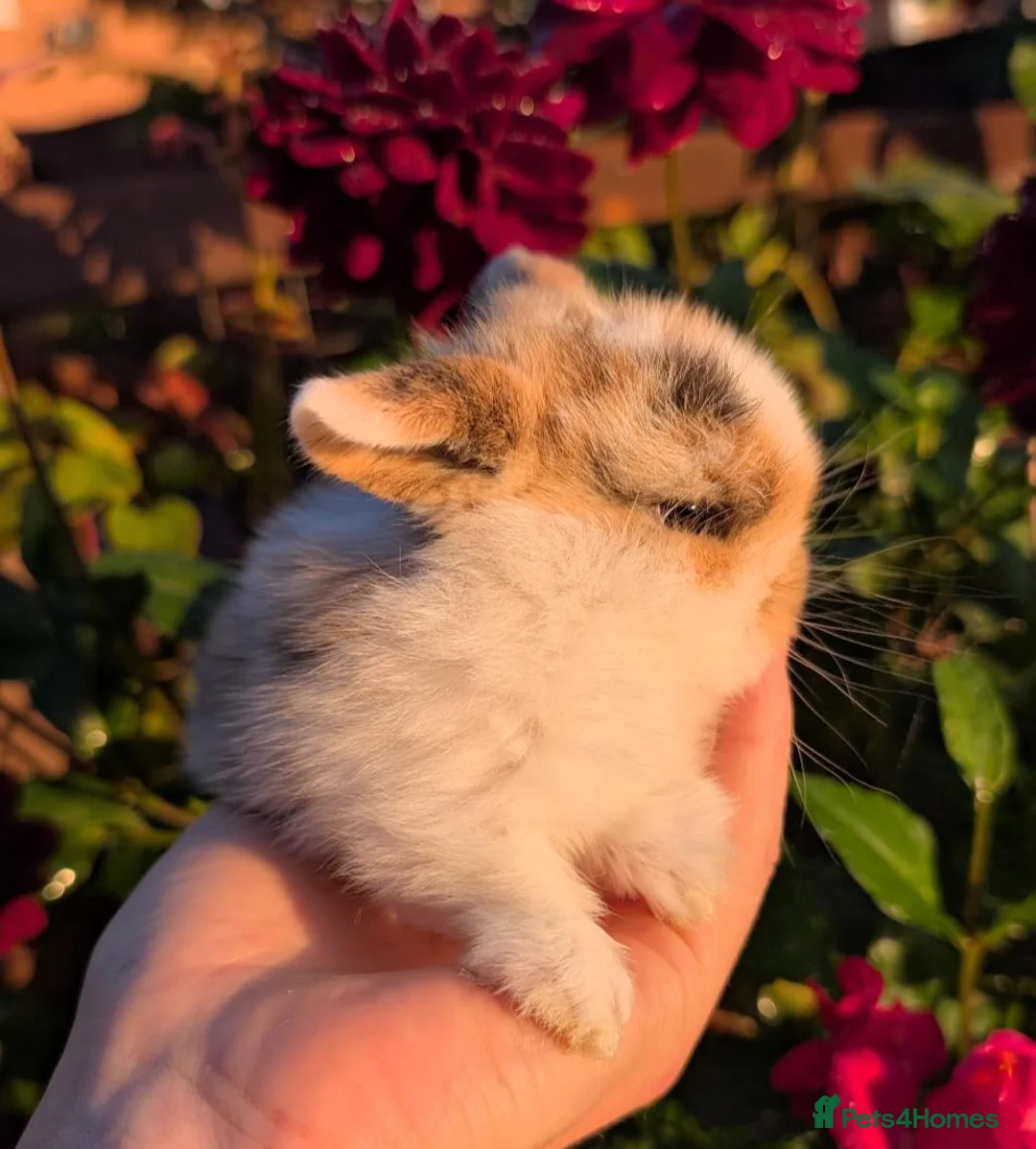 Mini Lop rabbits for sale: ❤️Mini lop babies❤️ - Advert 20