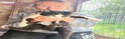 Mixed Breed cats for adoption: Bernie - Guildford surrey  - Advert 9