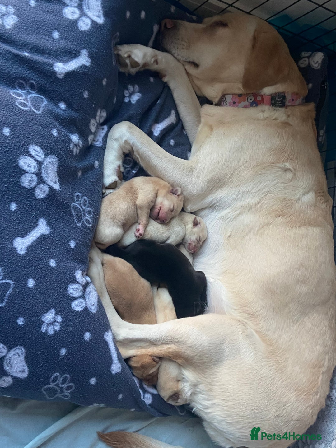 Labrador Retriever dogs for sale: KC Chunky Labrador Puppies - Advert 16