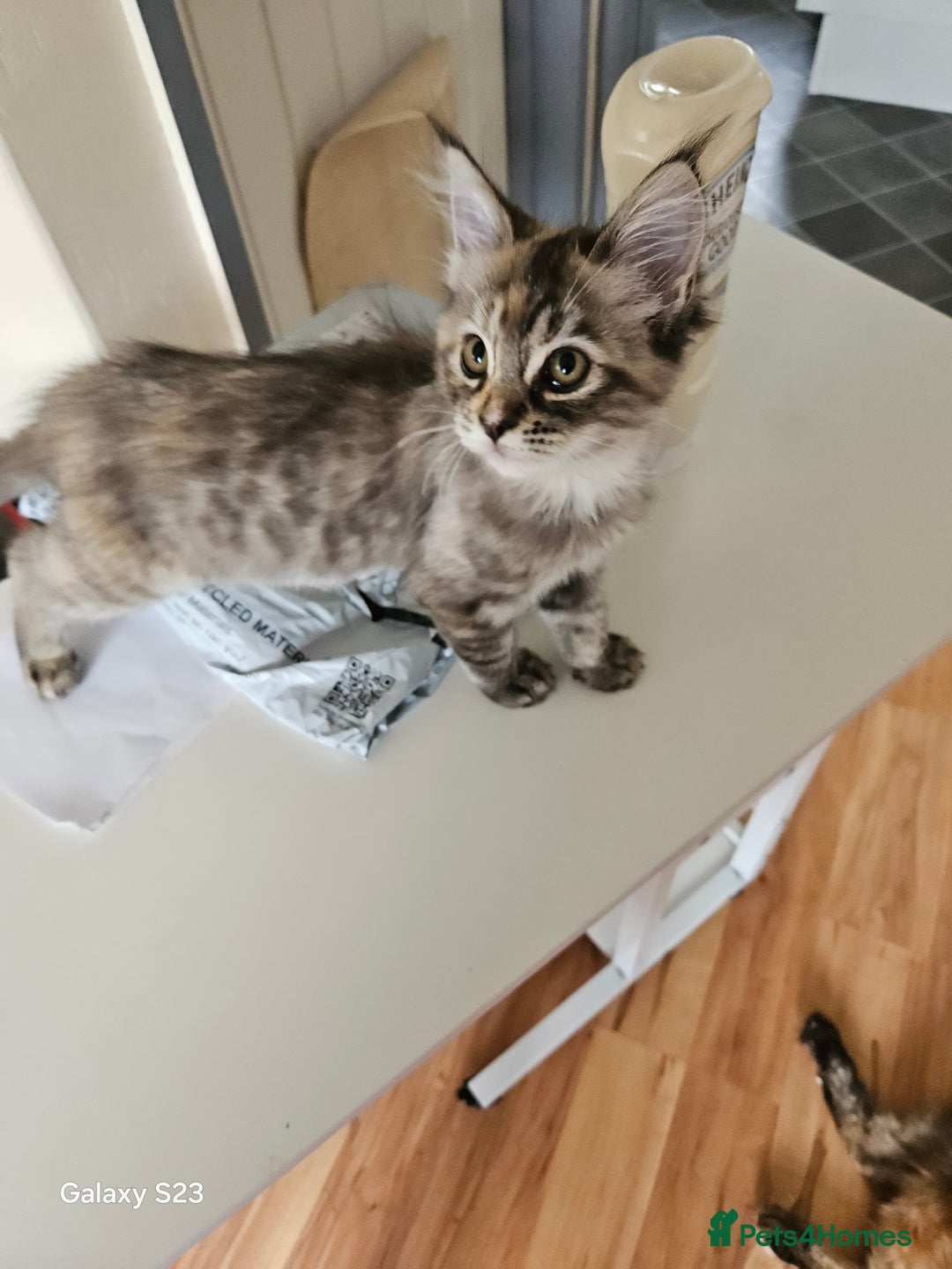 Ragcoon cats for sale: Ragcoon girl - Image 2