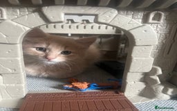 Mixed Breed cats for sale: 2 male kittens for sale - Image 3