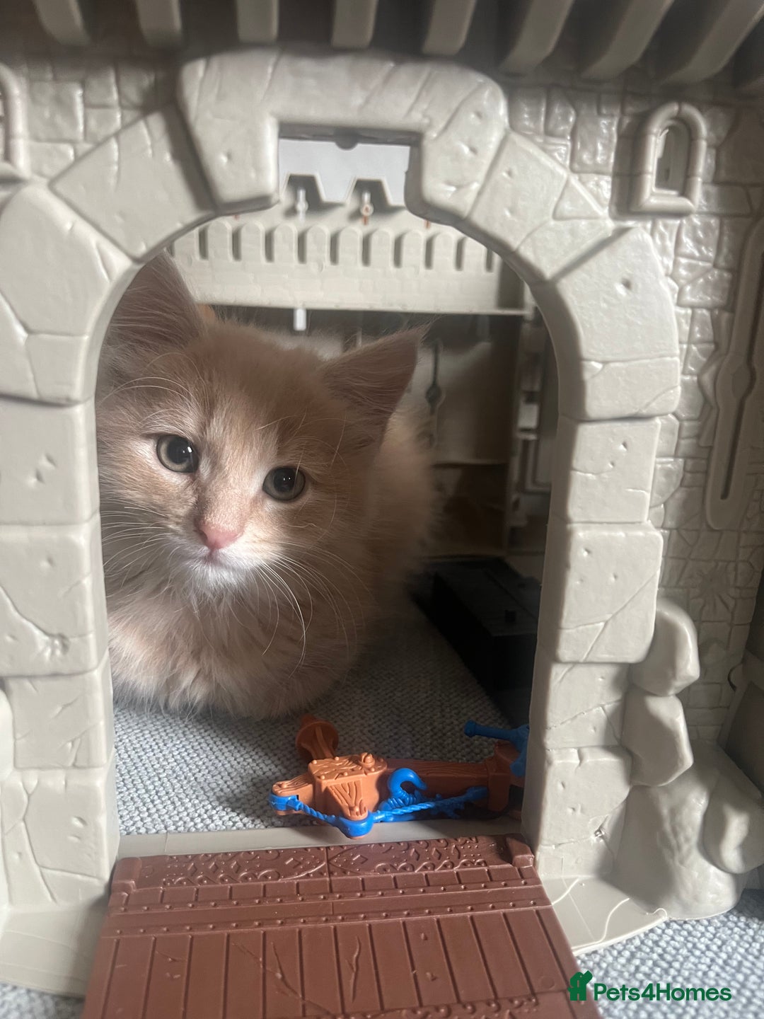 Mixed Breed cats for sale: 2 male kittens for sale - Image 3