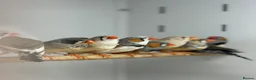 Finches birds for sale: Zebra finches  - Advert 3