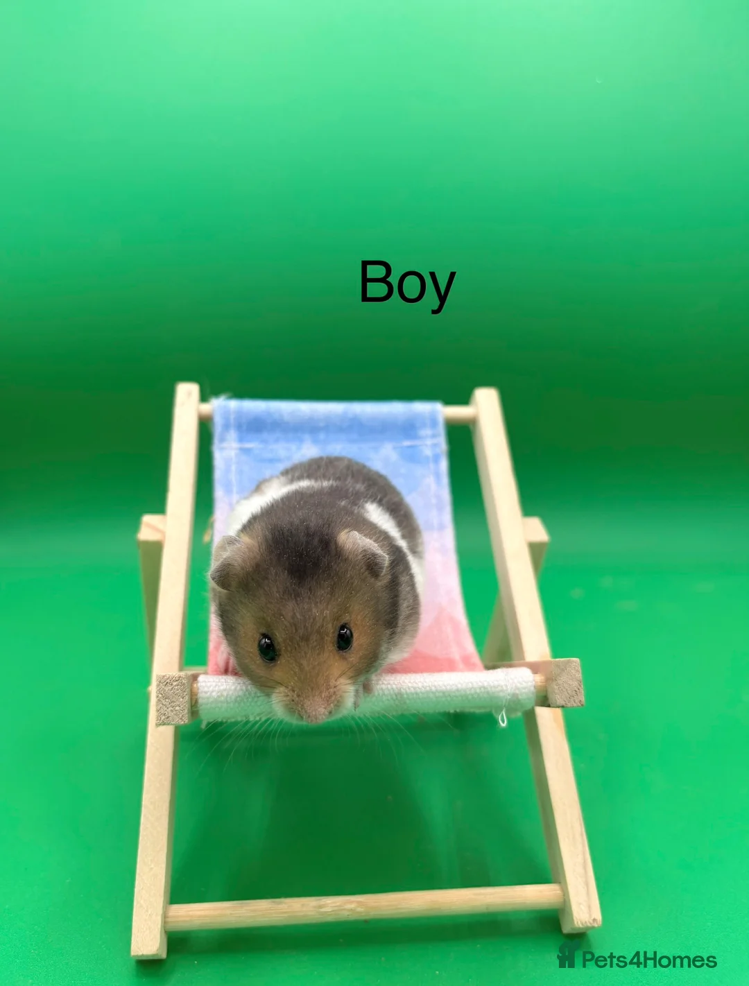 Hamster rodents for sale: Adorable Syrian hamster babies  - Advert 7