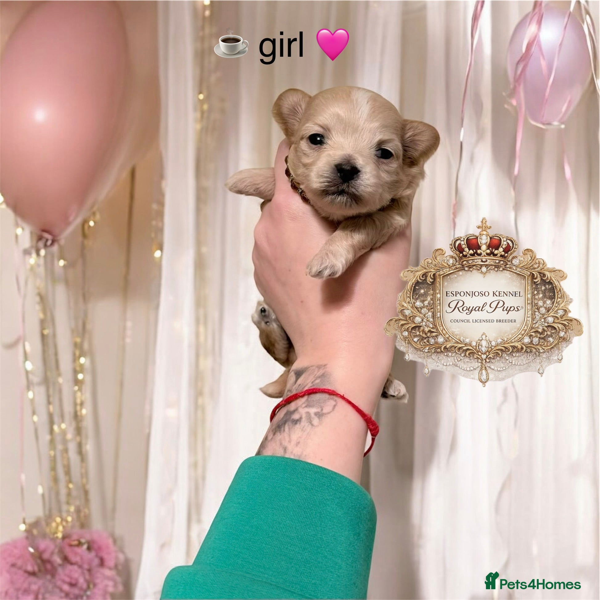 Maltipoo dogs 👑One in a Million F1 tiny Asian Maltipoo👑 - Advert 2