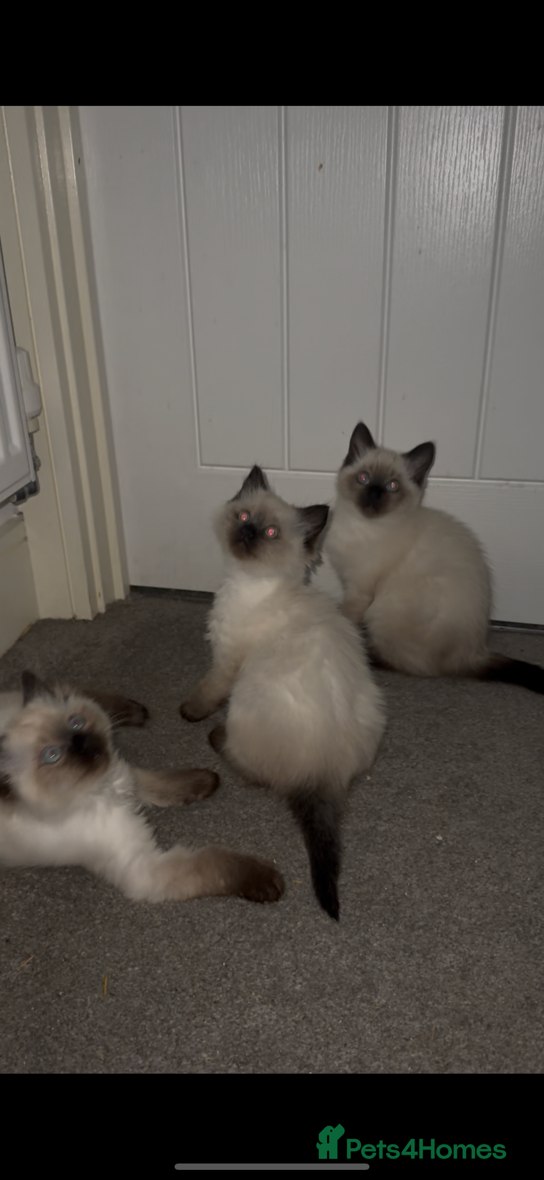 Ragdoll cats for sale: 9 weeks old!!! Gorgeous Ragdoll x kittens  - Advert 4