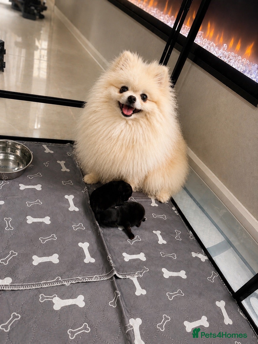 Pomeranian dogs Stunning Jet Black Pomeranian - Advert 1