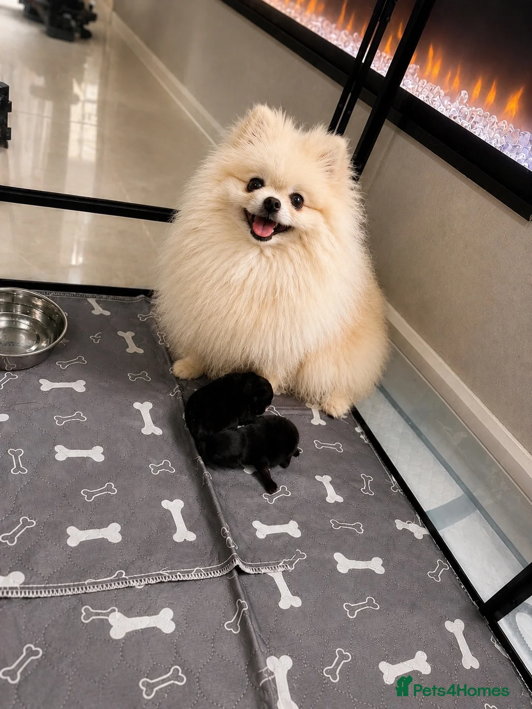 Pomeranian dogs for sale: Stunning Jet Black Pomeranian in Wednesbury - Advert 1