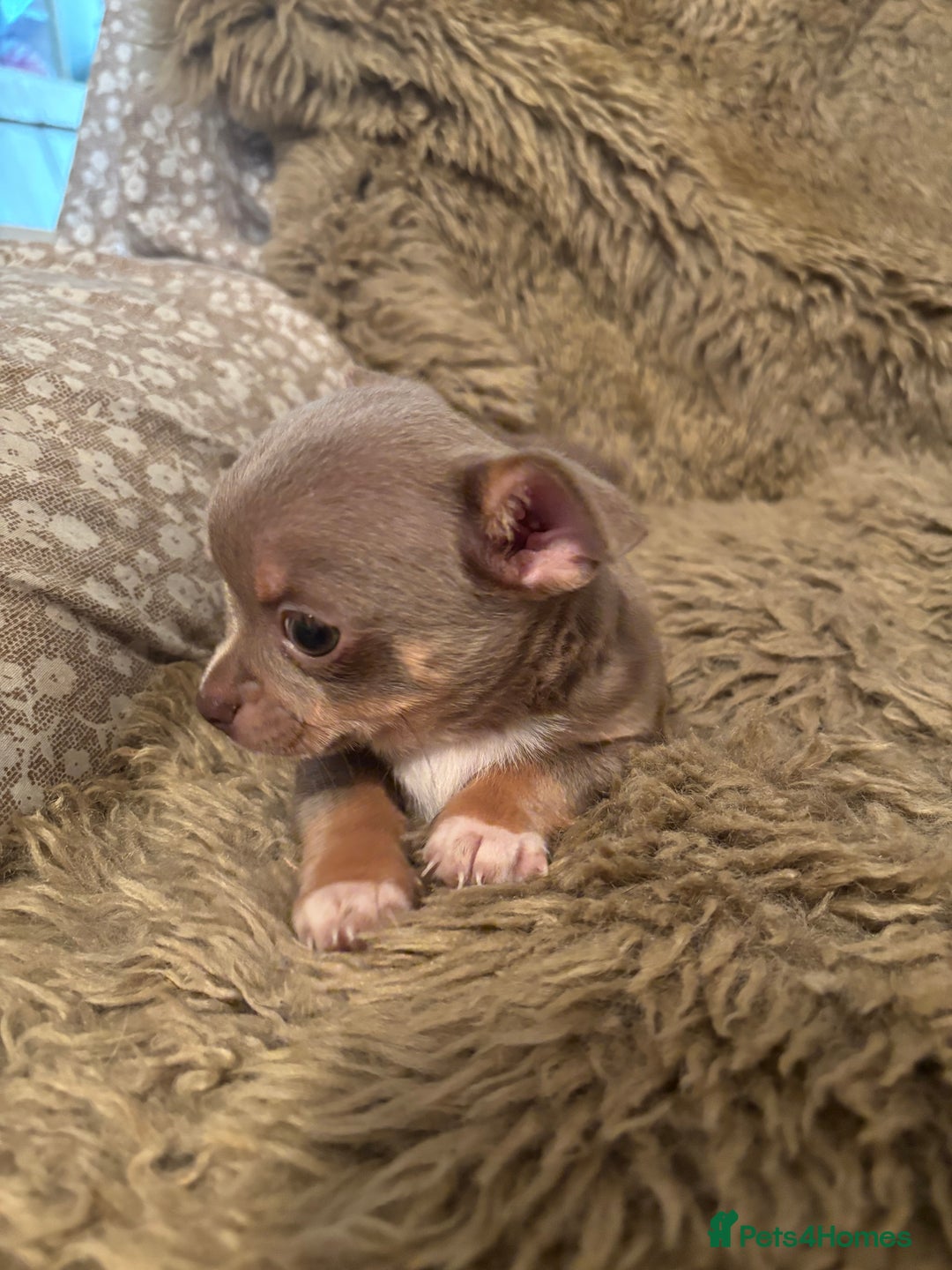 Chihuahua dogs for sale: Chihuahua  - Image 7