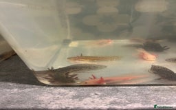 Other/Mixed Breed fish for sale: Axolotl‘s - Image 7