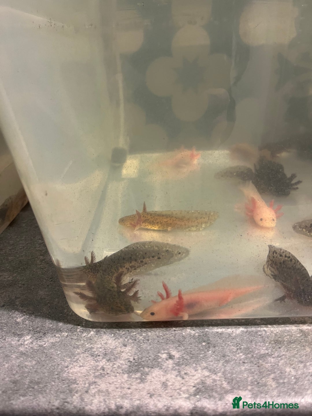 Other/Mixed Breed fish for sale: Axolotl‘s - Image 7
