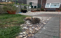 Pomeranian dogs for sale: 1 BOY 1 GIRL POMERANIAN PUPPIES AVAILABLE  - Image 18