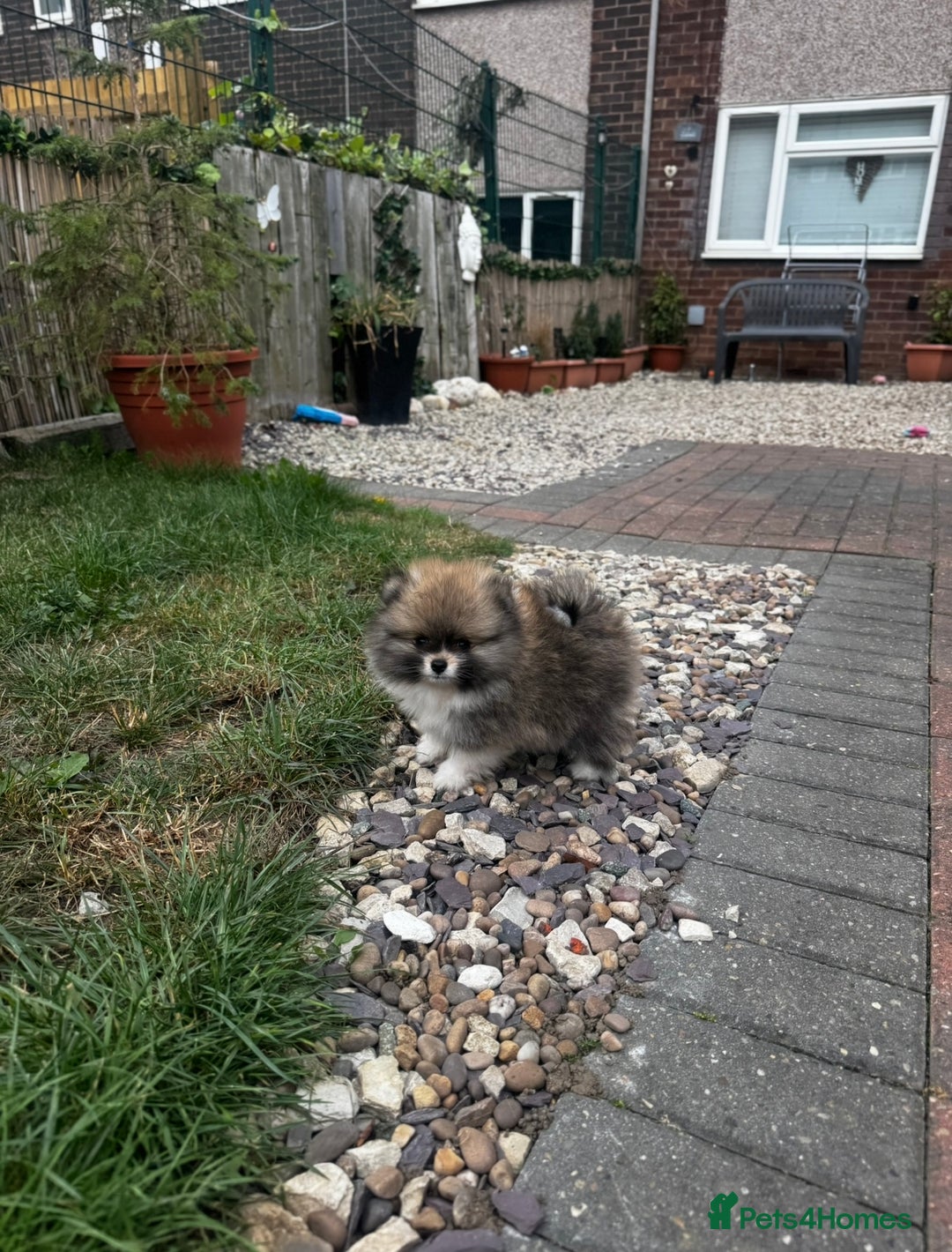 Pomeranian dogs for sale: 1 BOY 1 GIRL POMERANIAN PUPPIES AVAILABLE  - Image 18