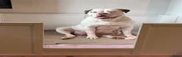 American Bulldog dogs for sale: NEBBR American Bulldog Puppies.  - Advert 2