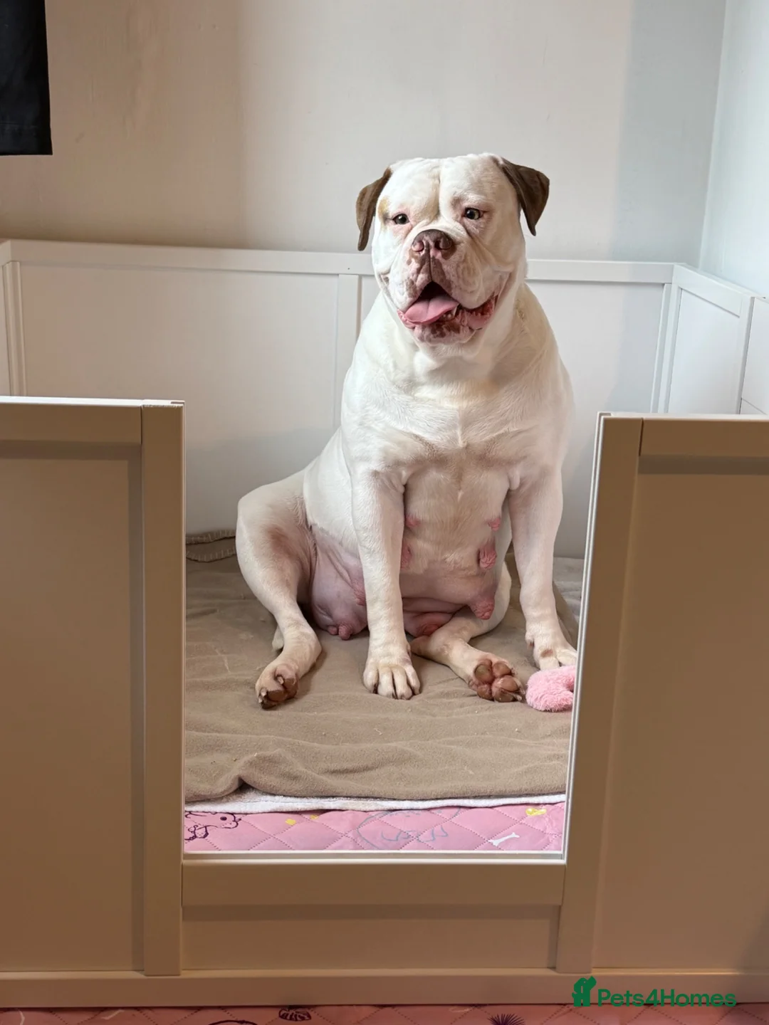 American Bulldog dogs for sale: NEBBR American Bulldog Puppies.  - Advert 2