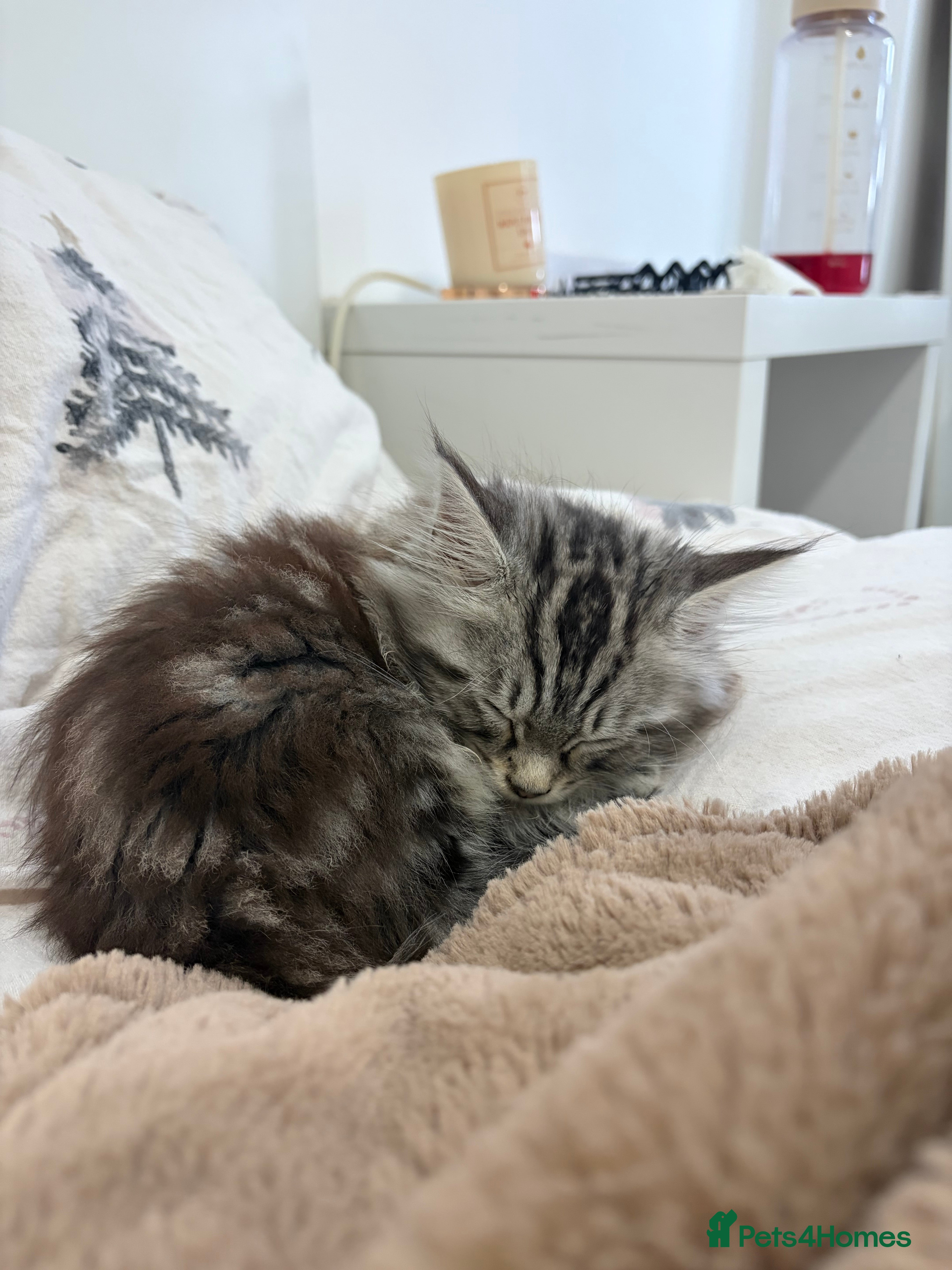 Mixed Breed cats Beautiful kitten maine coon mixed  - Advert 1