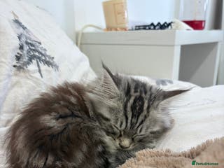 Mixed Breed cats Beautiful kitten maine coon mixed - Advert 1