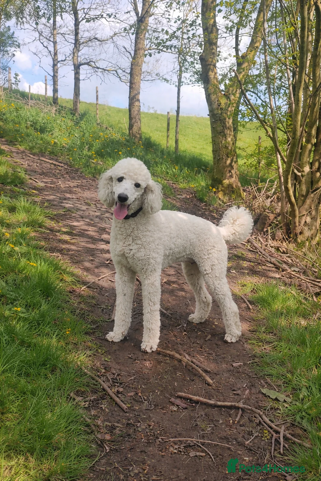 Standard Poodle dogs for sale: Silver & blue KC registered Standard Poodle Boys - Advert 20
