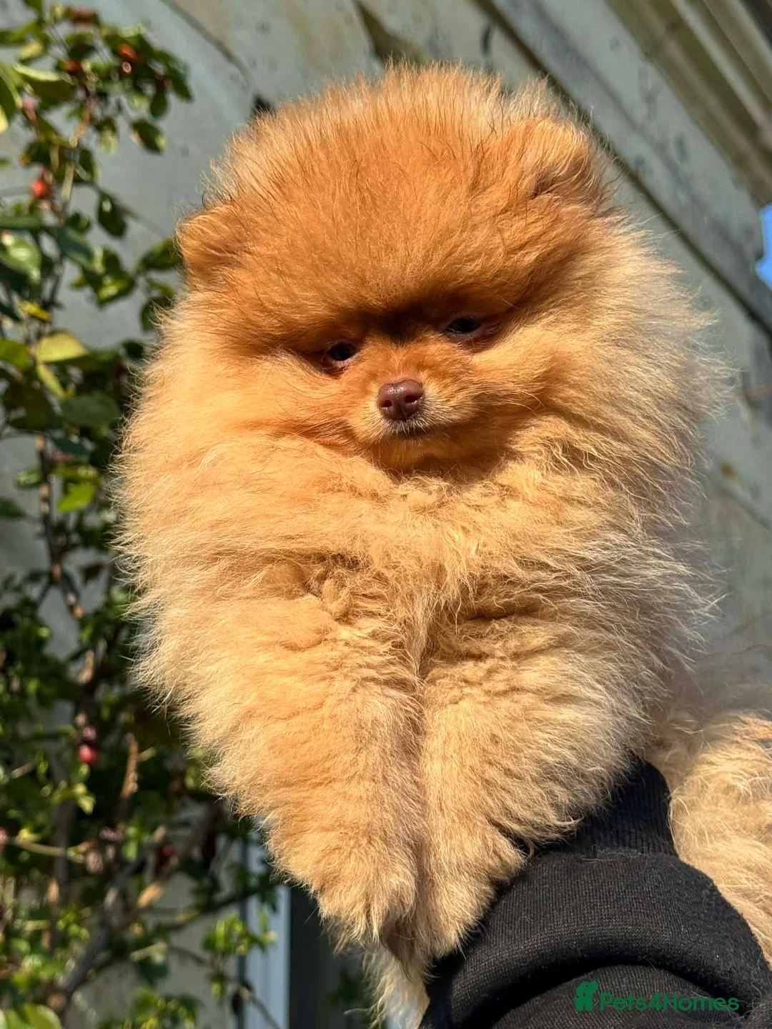 Pomeranian dogs for sale: Beautiful light chocolate male - Advert 4
