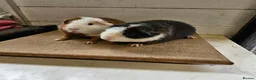 Guinea Pig rodents for sale: Teddy boars & sows  in Wotton-under-Edge - Advert 8
