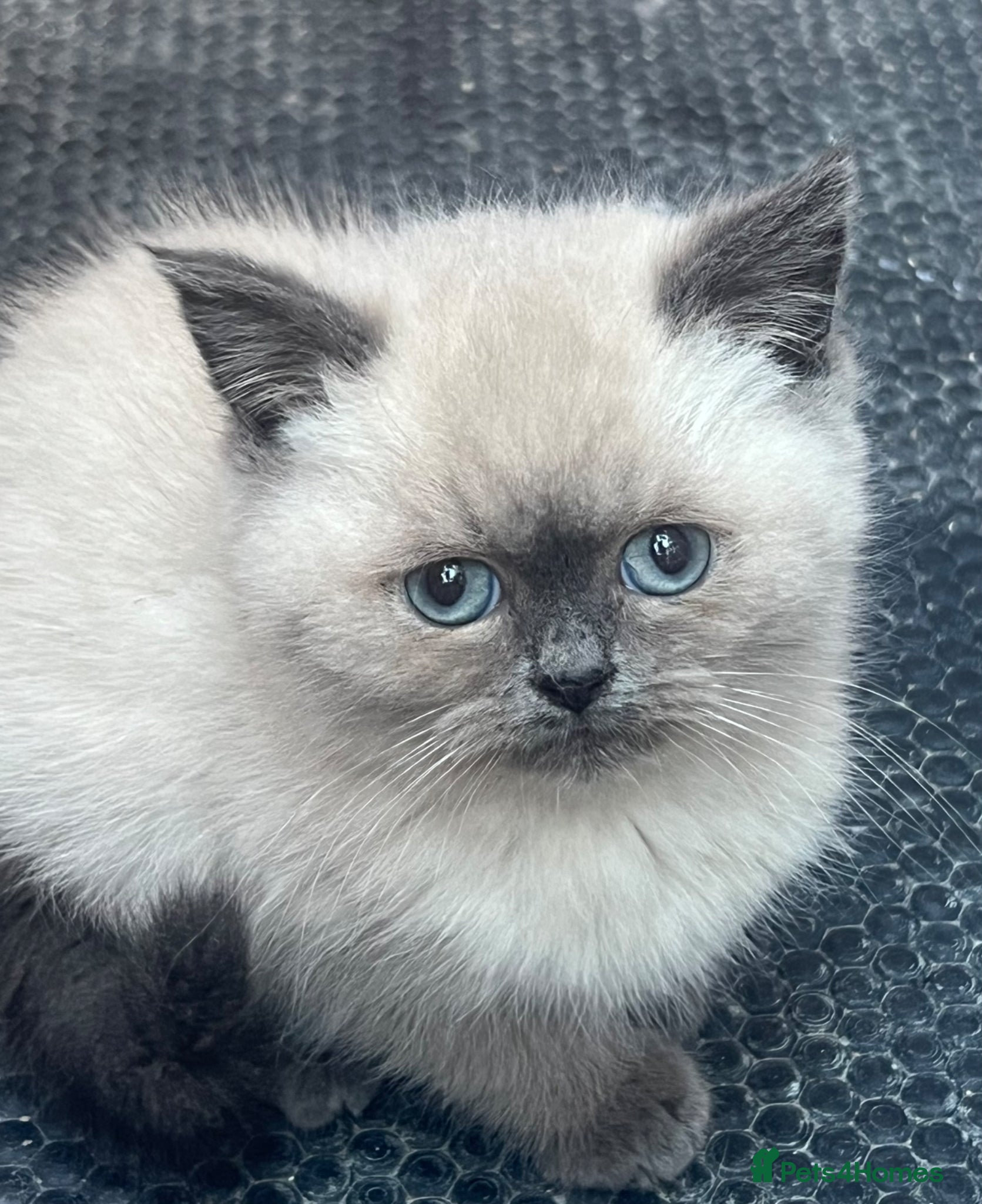 British Shorthair cats Two beautiful British blue and colourpoints - Advert 1