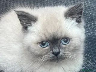 British Shorthair cats Two beautiful British blue and colourpoints - Advert 2