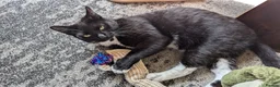 Mixed Breed cats for sale: Sweet tuxedo cat for sale - Advert 2