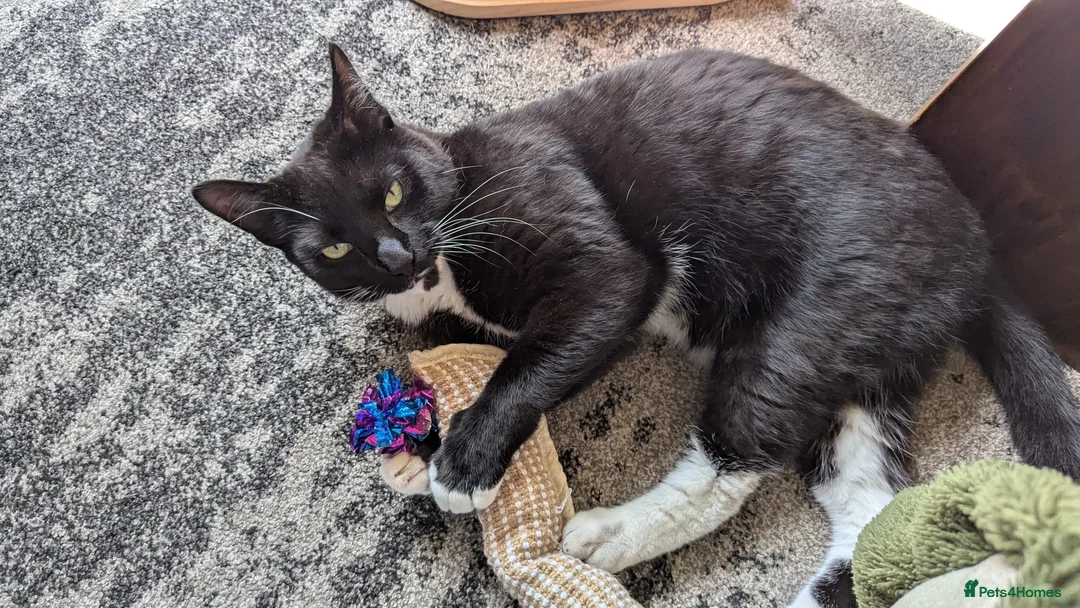 Mixed Breed cats for sale: Sweet tuxedo cat for sale - Advert 2
