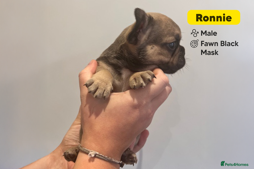 French Bulldog dogs for sale: Stunning KC Registered French Bulldog Puppies - Advert 15