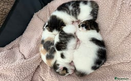 Ragdoll cats for sale: Stunning rare ragdoll cross kittens - Image 1