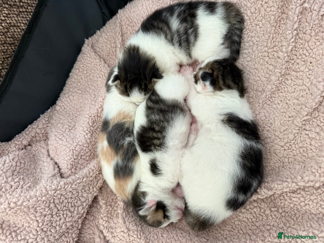 Ragdoll cats for sale: Stunning rare ragdoll cross kittens - Image 1