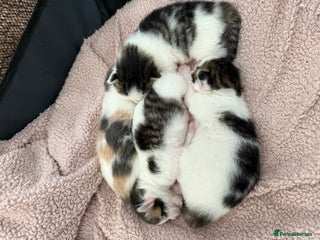 Ragdoll cats for sale - Advert 1