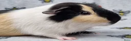 Guinea Pig rodents for sale: Bonded pair of Boars  - Advert 8