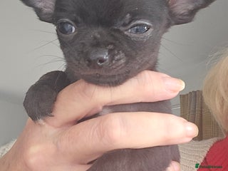 Chihuahua dogs Beautiful Tiny Blue Chihuahuas - Advert 2