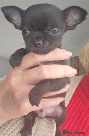 Chihuahua dogs Beautiful Tiny Blue Chihuahuas - Advert 2