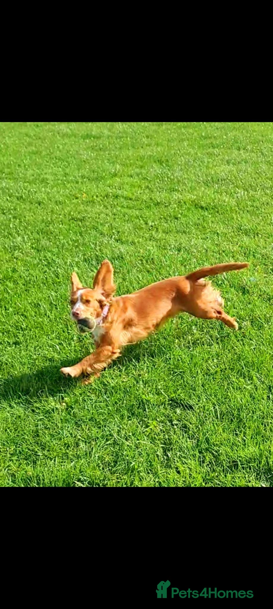 Cocker Spaniel dogs Sasha - Advert 17