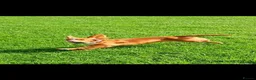 Cocker Spaniel dogs for sale: Sasha - Advert 1