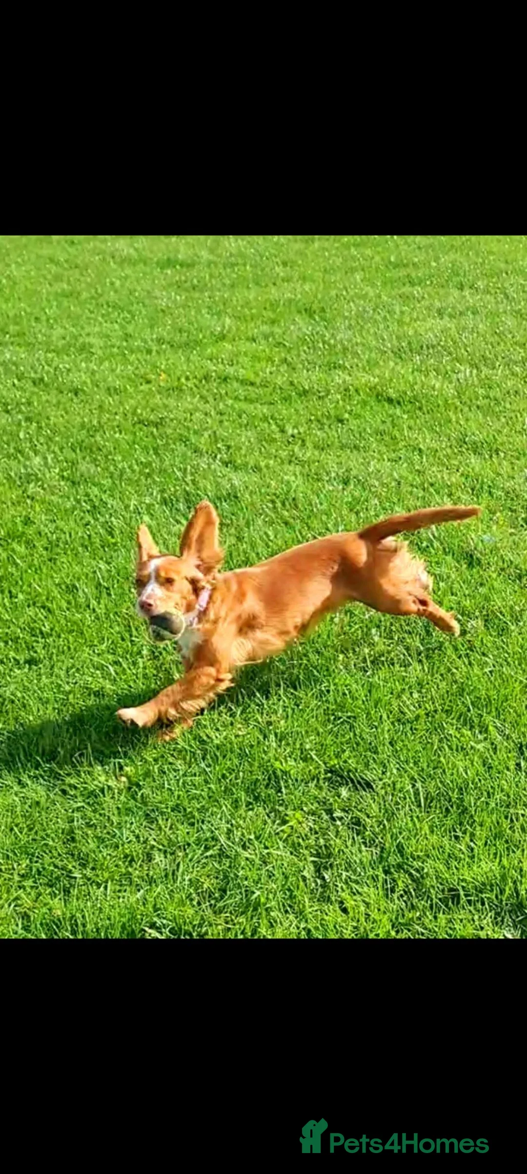 Cocker Spaniel dogs for sale: Sasha - Advert 1