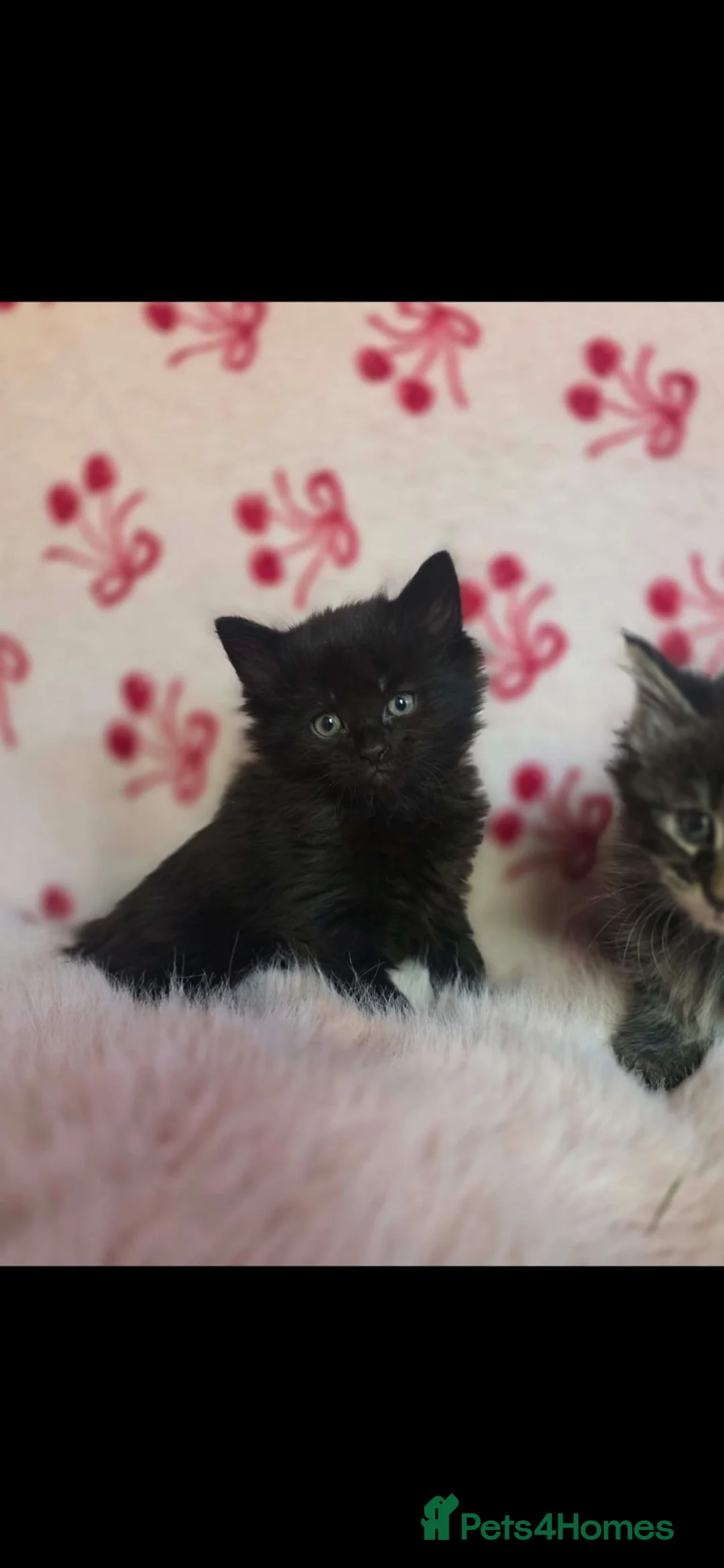 Mixed Breed cats for sale: Male Maine coin mix  - Advert 2