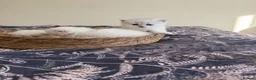 Scottish Fold cats for sale: Scottish Fold & Straight Kittens – Blue Eyes - Advert 5