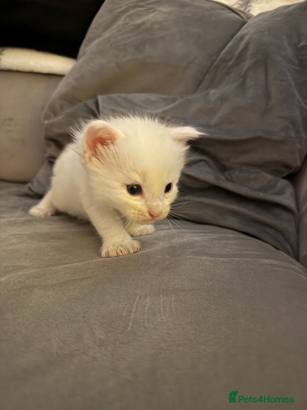 Maine Coon cats for sale: Maine Coon kittens some polydactyl.  - Advert 15